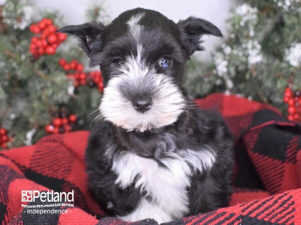 Miniature Schnauzer DOG Female Black and White 3424 Petland Independence, Missouri