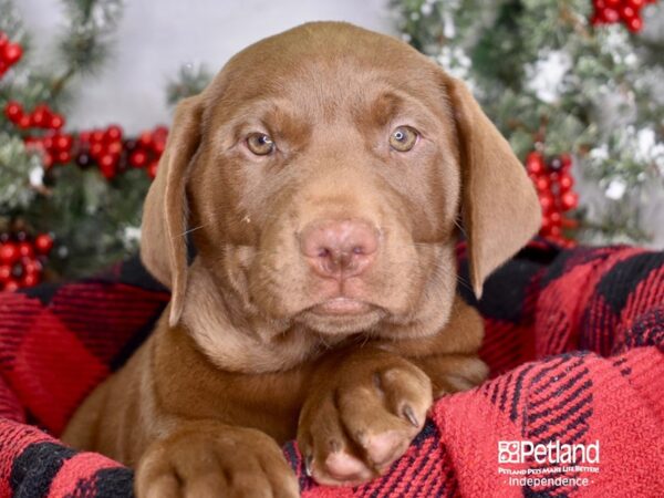 Labrador Retriever DOG Male Chocolate 3428 Petland Independence, Missouri