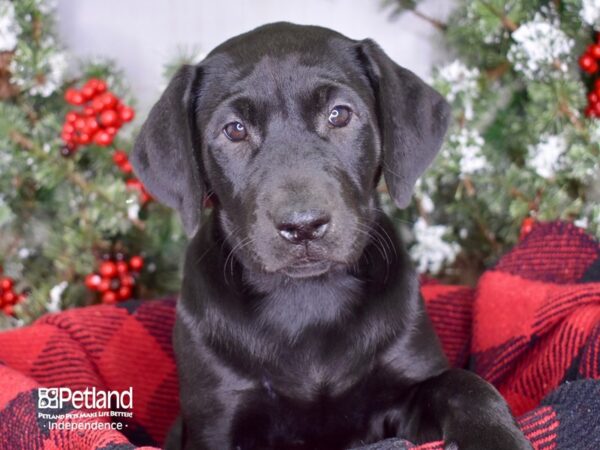 Labrador Retriever-DOG-Female-Black-3429-Petland Independence & Lee's Summit, MO