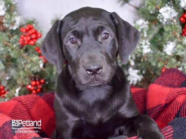 Labrador Retriever DOG Female Black 3429 Petland Independence, Missouri