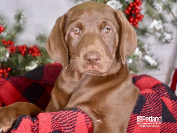 Labrador Retriever-DOG-Female-Chocolate-3430-Petland Independence, Missouri