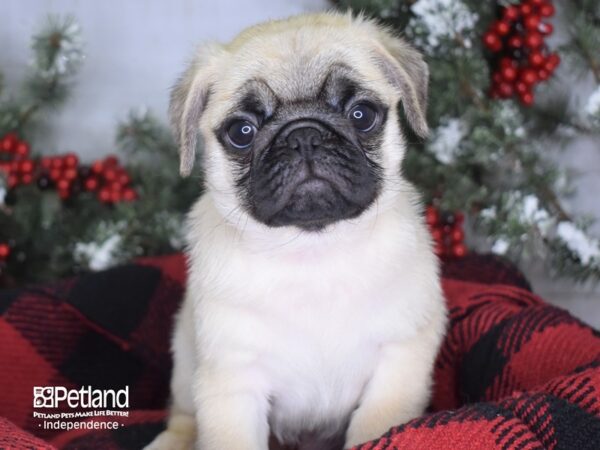 Pug DOG Male Fawn 3431 Petland Independence, Missouri