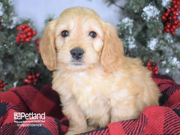 Miniature Goldendoodle-DOG-Male-Gold-3425-Petland Independence & Lee's Summit, MO