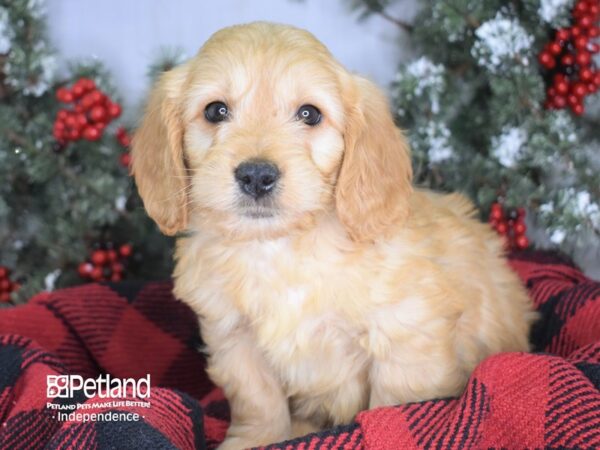 Miniature Goldendoodle DOG Male Gold 3425 Petland Independence, Missouri