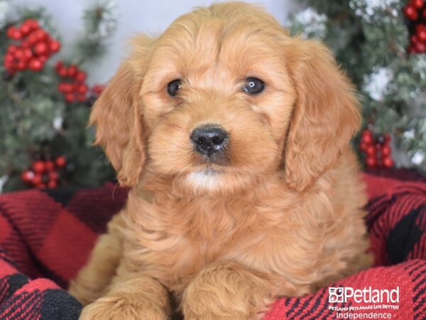 Miniature Goldendoodle-DOG-Female-Red-3426-Petland Independence, Missouri