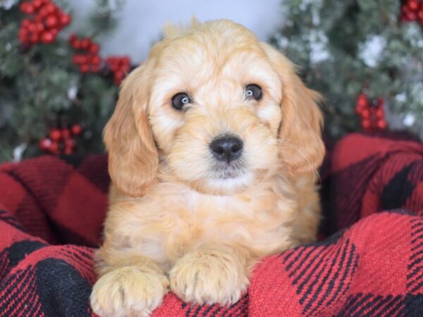 Miniature Goldendoodle DOG Female Gold 3427 Petland Independence, Missouri