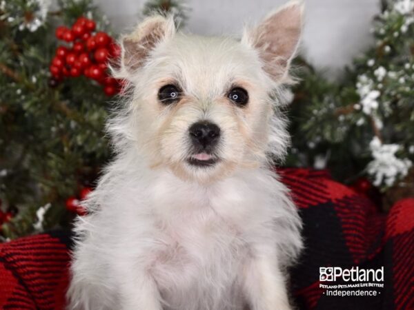 West Highland White Terrier DOG Female White 3432 Petland Independence, Missouri