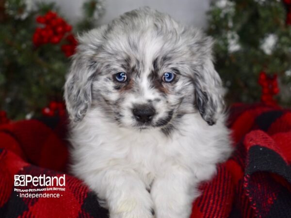 Pomeranian / Cocker Spaniel DOG Male Blue Merle 3433 Petland Independence, Missouri