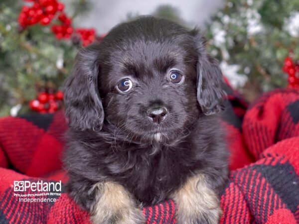 Pomeranian / Cocker Spaniel DOG Female Black and Tan 3436 Petland Independence, Missouri