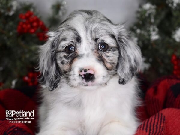 Pomeranian / Cocker Spaniel-DOG-Female-Blue Merle-3435-Petland Independence, Missouri