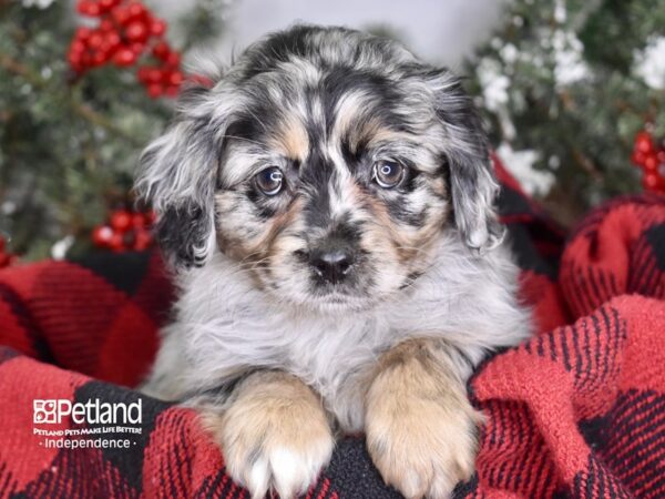 Pomeranian / Cocker Spaniel-DOG-Female-Blue Merle-3434-Petland Independence, Missouri