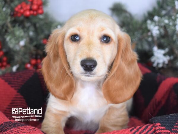 Dachshund-DOG-Male-Fawn (Isabella) and Tan-3449-Petland Independence & Lee's Summit, MO
