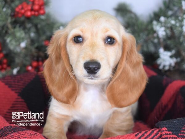 Dachshund-DOG-Male-Fawn (Isabella) and Tan-3449-Petland Independence, Missouri