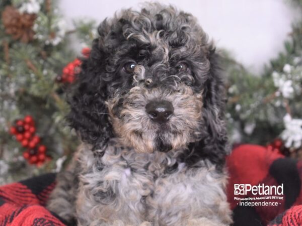 Goldendoodle-DOG-Female-Blue Merle-3438-Petland Independence & Lee's Summit, MO