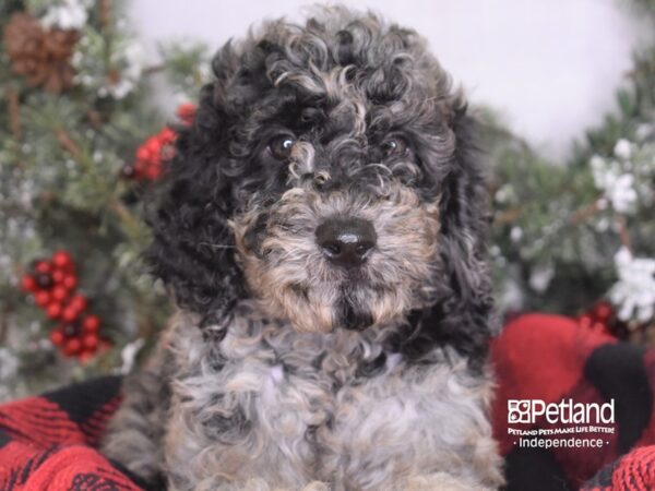 Goldendoodle DOG Female Blue Merle 3438 Petland Independence, Missouri