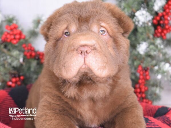 Shar Pei-DOG-Female-Chocolate-3437-Petland Independence, Missouri