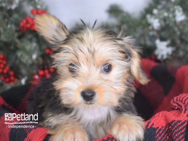 Yorkshire Terrier DOG Female Black & Gold Parti 3443 Petland Independence, Missouri