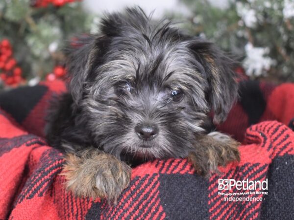 Yorkshire Terrier-DOG-Male-Black & Gold-3441-Petland Independence & Lee's Summit, MO