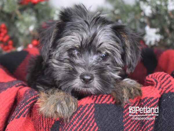 Yorkshire Terrier-DOG-Male-Black & Gold-3441-Petland Independence, Missouri