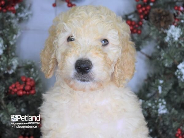 Goldendoodle DOG Female Platinum 3439 Petland Independence, Missouri