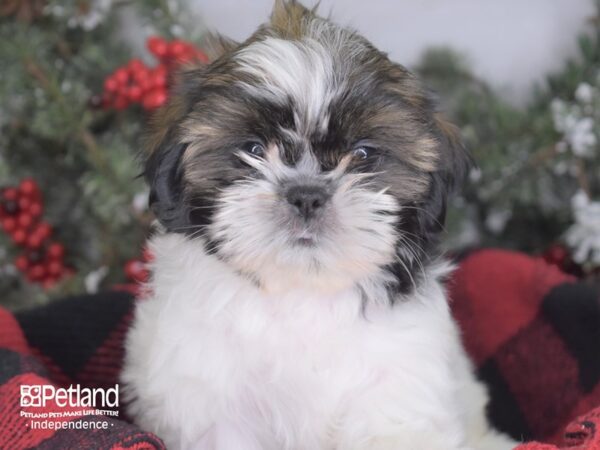 Shih Tzu-DOG-Female-Gold & White-3444-Petland Independence, Missouri