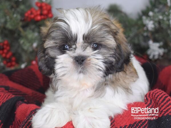 Shih Tzu-DOG-Male-Gold & White-3447-Petland Independence, Missouri