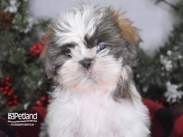 Shih Tzu-DOG-Female-Blue & White-3446-Petland Independence & Lee's Summit, MO