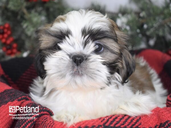 Shih Tzu-DOG-Female-Gold & White-3445-Petland Independence, Missouri