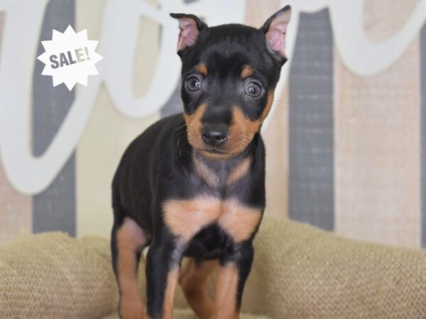 Miniature Pinscher-DOG-Male-Black and Tan-3269-Petland Independence & Lee's Summit, MO