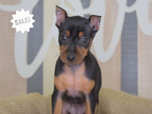 Miniature Pinscher DOG Female Black and Tan 3270 Petland Independence, Missouri