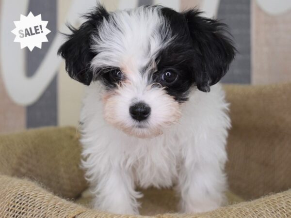 Maltipoo DOG Female Black and White 3279 Petland Independence, Missouri