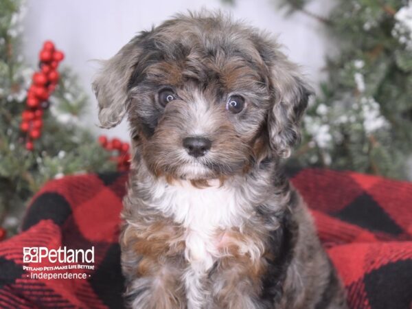 Cavapoo DOG Male Blue Merle 3455 Petland Independence, Missouri