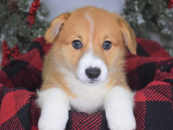 Pembroke Welsh Corgi-DOG-Male-Red & White-3451-Petland Independence, Missouri