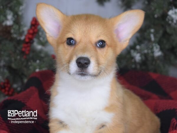 Pembroke Welsh Corgi-DOG-Female-Red & White-3454-Petland Independence, Missouri