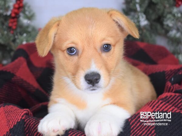 Pembroke Welsh Corgi DOG Female Red & White 3453 Petland Independence, Missouri