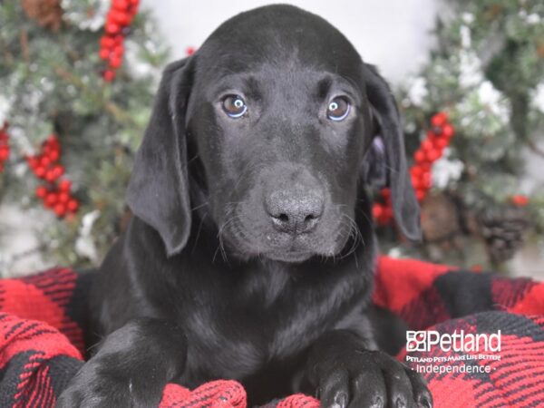 Labrador Retriever DOG Male Black 3484 Petland Independence, Missouri