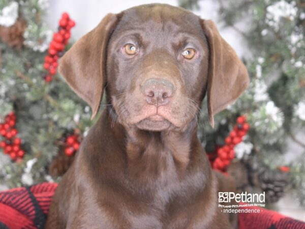 Labrador Retriever DOG Male Chocolate 3485 Petland Independence, Missouri