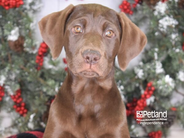 Labrador Retriever-DOG-Female-Chocolate-3486-Petland Independence, Missouri