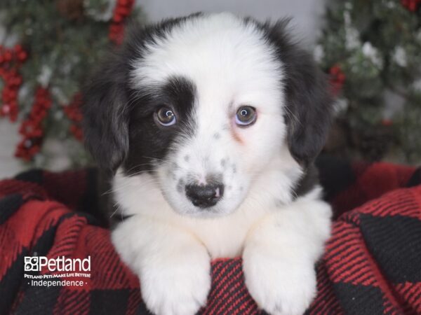 Cardigan Welsh Corgi-DOG-Female-Black and White-3478-Petland Independence, Missouri