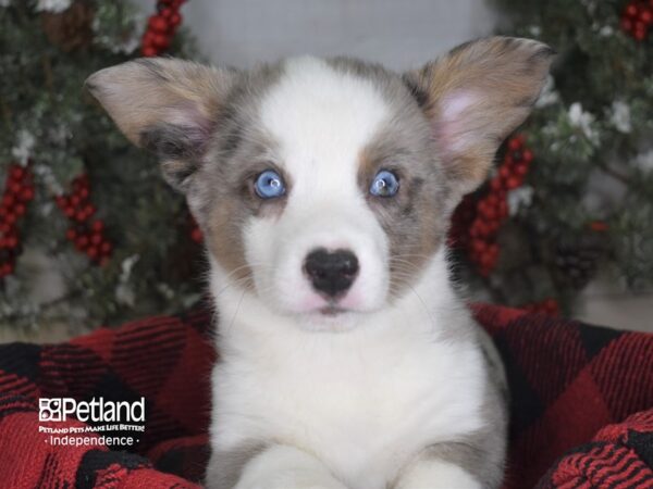 Cardigan Welsh Corgi-DOG-Male-Blue Merle-3477-Petland Independence & Lee's Summit, MO