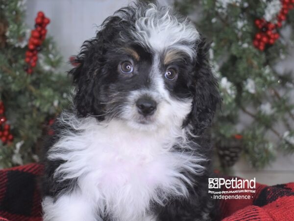 Mini Aussiedoodle-DOG-Male-Black and White-3476-Petland Independence, Missouri