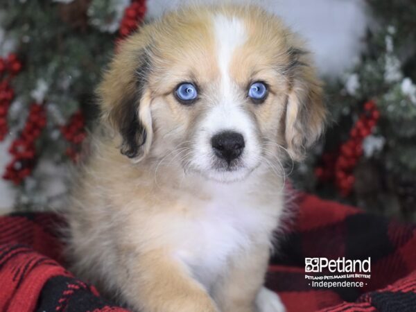 Mini Aussiedoodle DOG Male Red Merle 3474 Petland Independence, Missouri