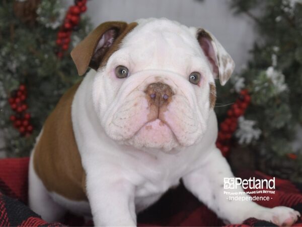 English Bulldog DOG Male White and Tan 3470 Petland Independence, Missouri