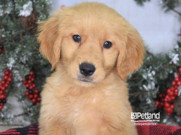 Golden Retriever DOG Female Golden 3473 Petland Independence, Missouri