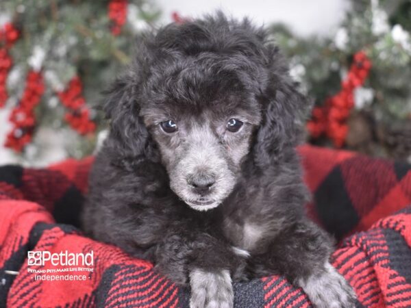 Toy Poodle DOG Female Black 3466 Petland Independence, Missouri