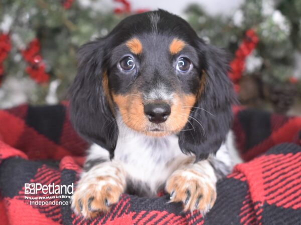 Dachshund DOG Male Black & Tan Piebald 3458 Petland Independence, Missouri