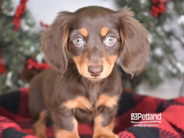 Dachshund DOG Female Black & Tan, Longhaired 3459 Petland Independence, Missouri