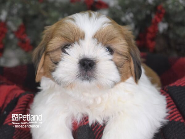 Shih Tzu-DOG-Male-Sable-3480-Petland Independence, Missouri