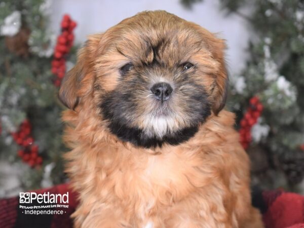 Shih Tzu-DOG-Female-Sable-3479-Petland Independence, Missouri