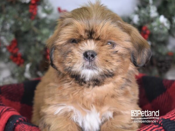 Shih Tzu-DOG-Female-Sable and White-3483-Petland Independence, Missouri